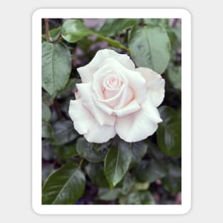 White Rose in Spring Sticker